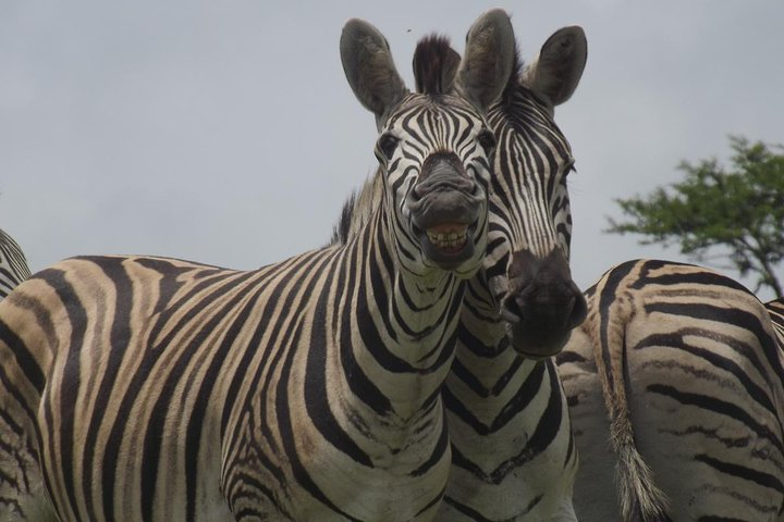 Zebras at Tala